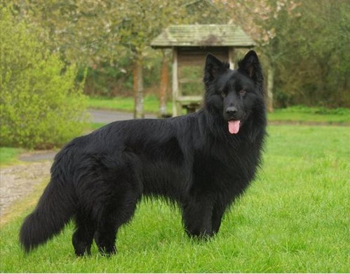 In India Jarman Sefat Dog Price Jarman Safed Dog Price White Shepherd Near Me Alsatian Dog Jarman Safed Dog  Puppy Full Breed German Shepherd