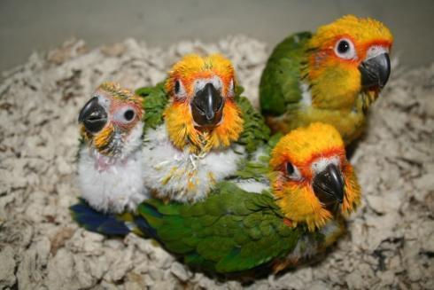 Pair of bright yellow and orange Sun Conure parrots sitting close together on a branch.