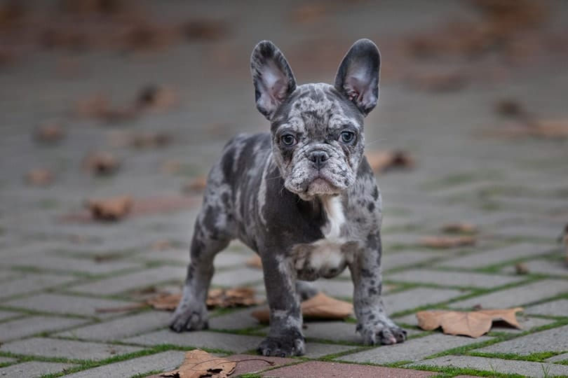 Merle French Bulldog puppy with a unique mottled spotted coat and bat ears looking at the camera.