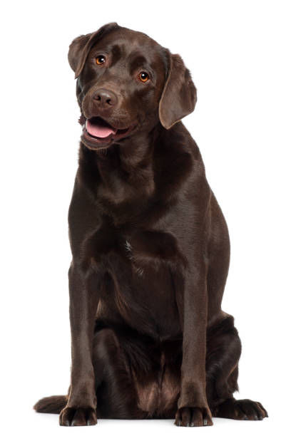 Chocolate brown Labrador Retriever puppy with hazel eyes and a shiny coat sitting outdoors.