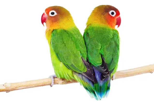 Green African Love Bird with a bright orange face and emerald green feathers sitting on a perch.