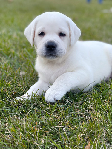 Labrador White Small Puppy Lab Lebra Dog White Puppy Male Lab