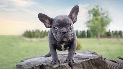 Eyes Grey Fawn French Bulldog Fawn Grey Frenchie Puppies Grey With