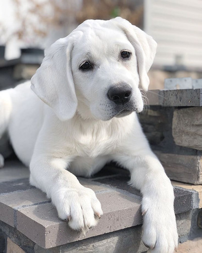 Retriever Puppies White Lab Dog Price Yellow Labrador Retriever