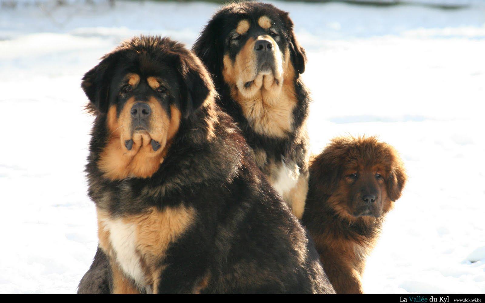 Tibetan Mastiff Puppies On Sale in Mayurbhanj! 🦁 The ultimate guardian. Giant, lion-like pups available. Limited Stock—Book your protector today at Nearby Pets India!