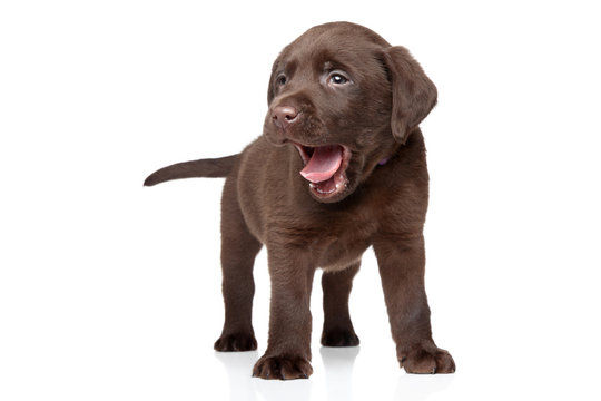 Chocolate brown Labrador Retriever puppy with hazel eyes and a shiny coat sitting outdoors.