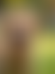 Female vs Male Golden Retrievers Which is the Perfect Companion