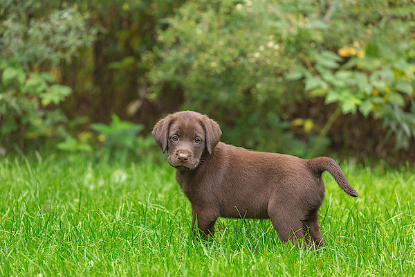 Chocolate brown Labrador Retriever puppy with hazel eyes and a shiny coat sitting outdoors.