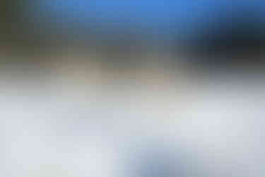 Labrador Puppy in Nearby Pets India