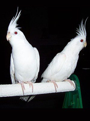 Cockatiel Baby Price Cocktail Bird Price Cockatiel Baby Top Price New