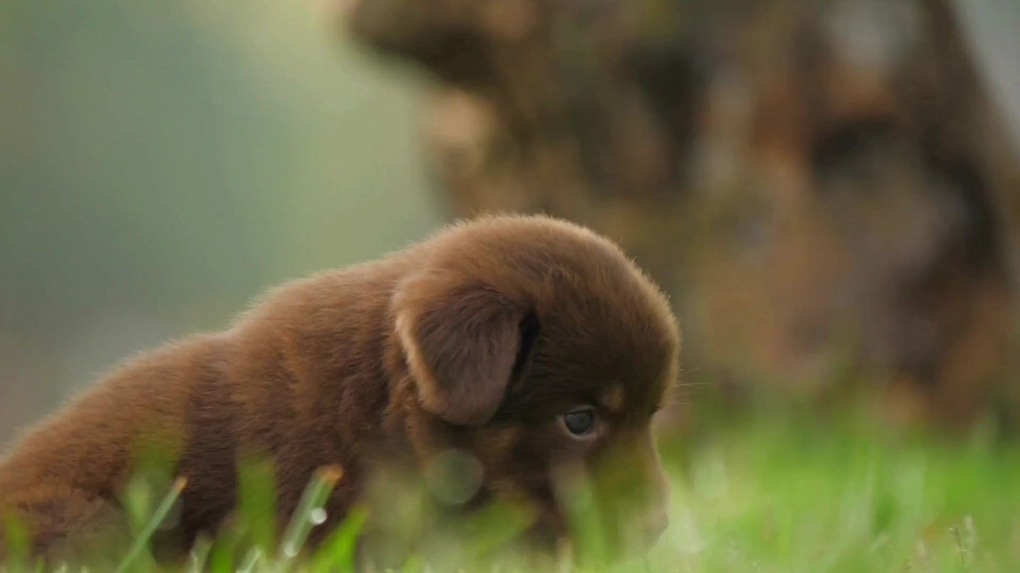 Chocolate brown Labrador Retriever puppy with hazel eyes and a shiny coat sitting outdoors.