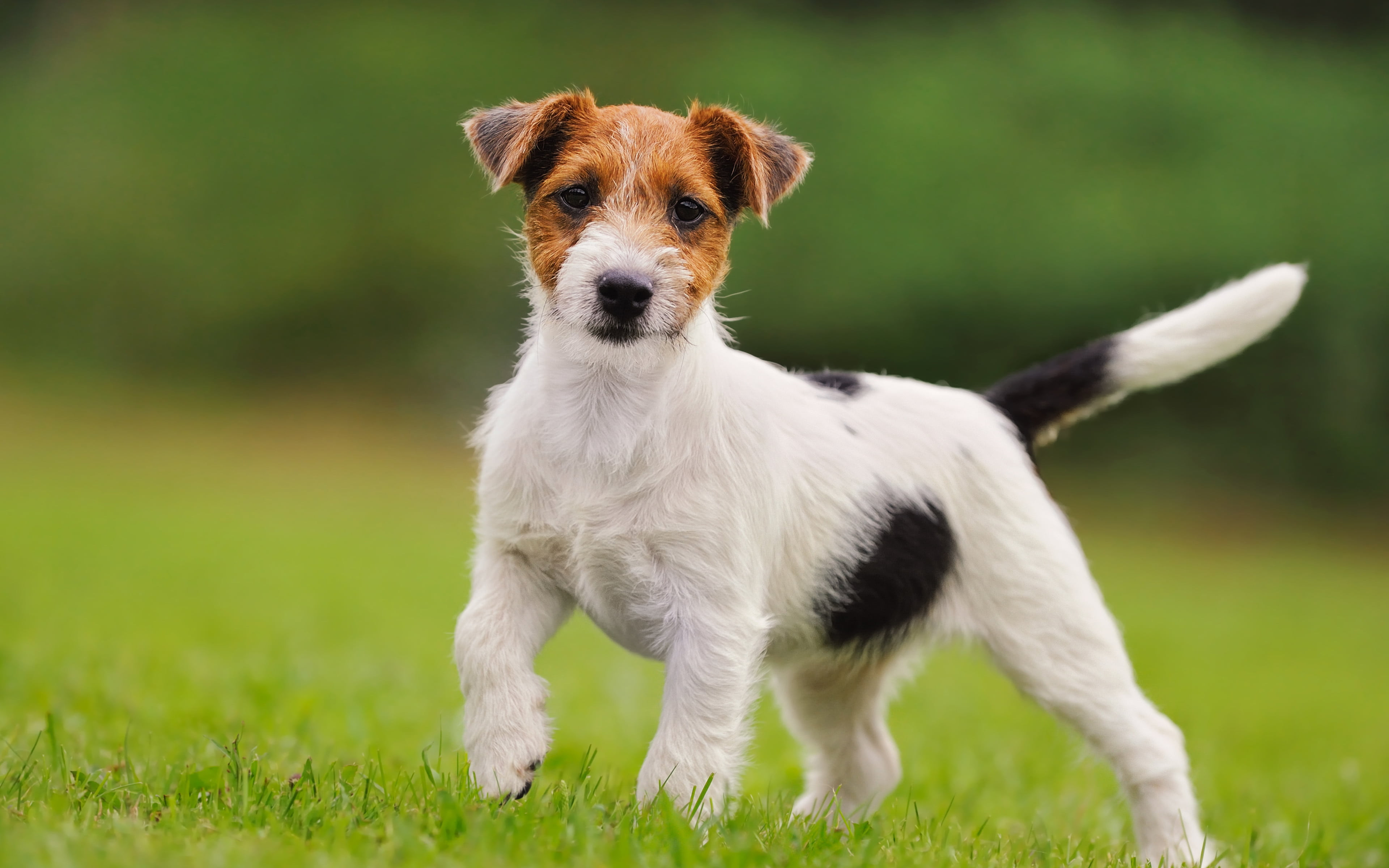 Discount russell terrier price Free Shipping