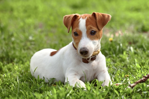 Russel Welpe Jack Russell Terrier Vdh Dog Jack Russell Hunderasse