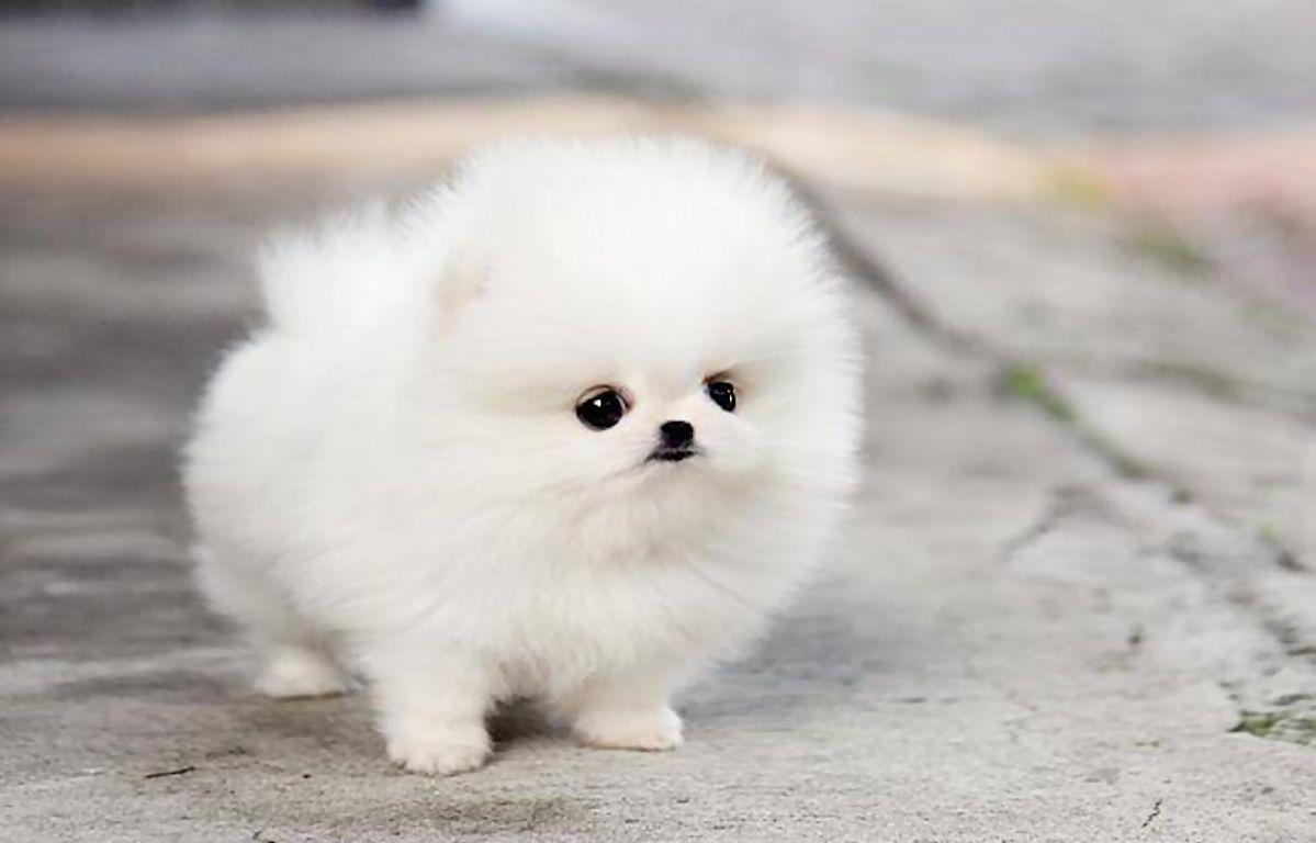 Tea Cup Pomeranian PUPPY IN Thiruvananthapuram (Kerala)
