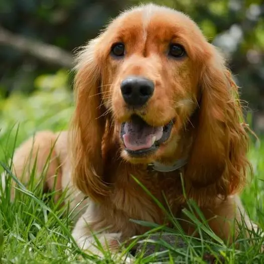 Brown Cocker Spaniel puppy with long silky ears looking at the camera.