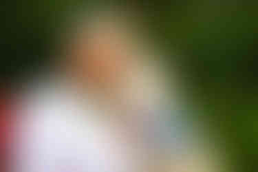 Labrador Puppy in Nearby Pets India