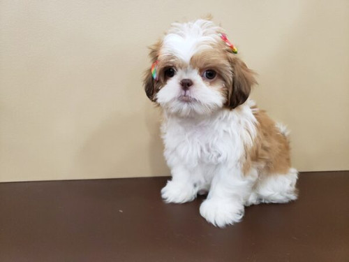 Delhi All White Shih Tzu In Delhi Local Shih Tzu Puppies For Sale
