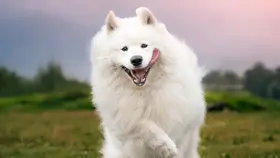 Nearby Samoyed Puppy in Falta