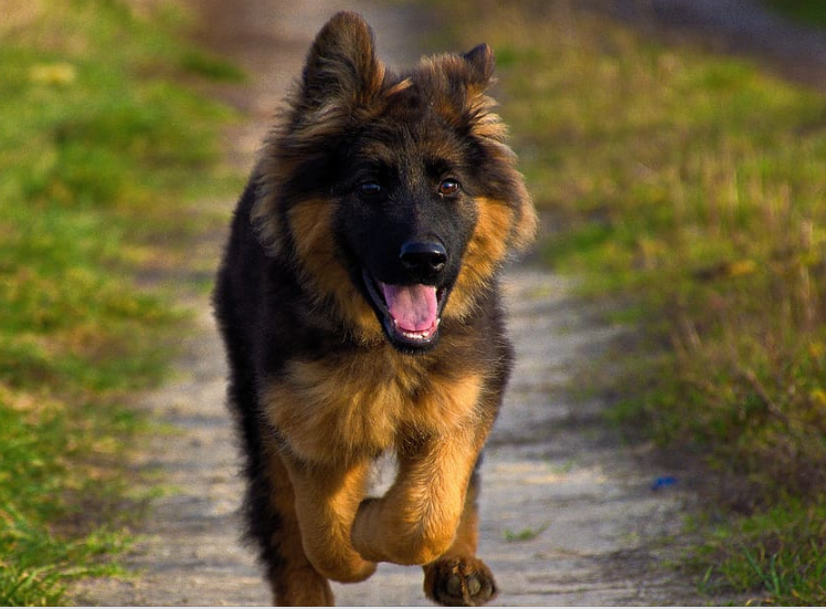Deep Red and Black German Shepherd puppy standing with a shiny coat.