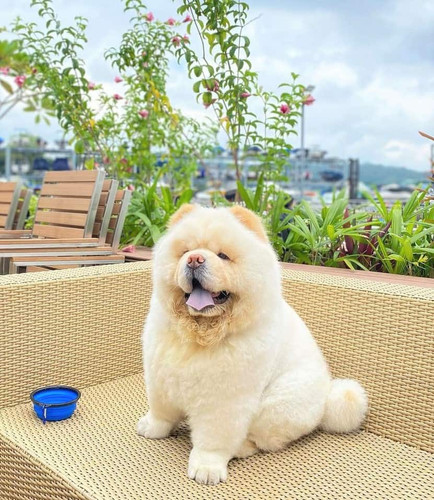 HOT Full Grown Chow Grown Full Grown Chow Chow About 6+