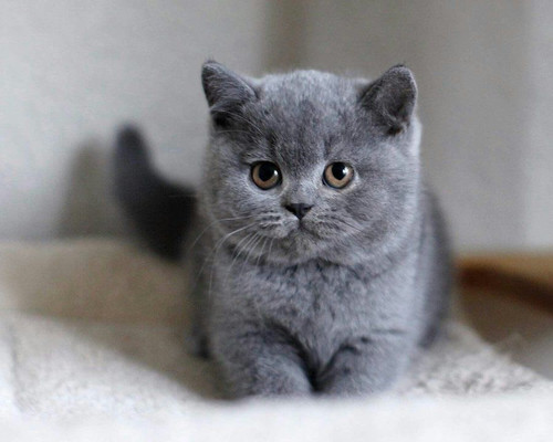British Shorthair Pet Cats For Sale Near Me British Blue Shorthair