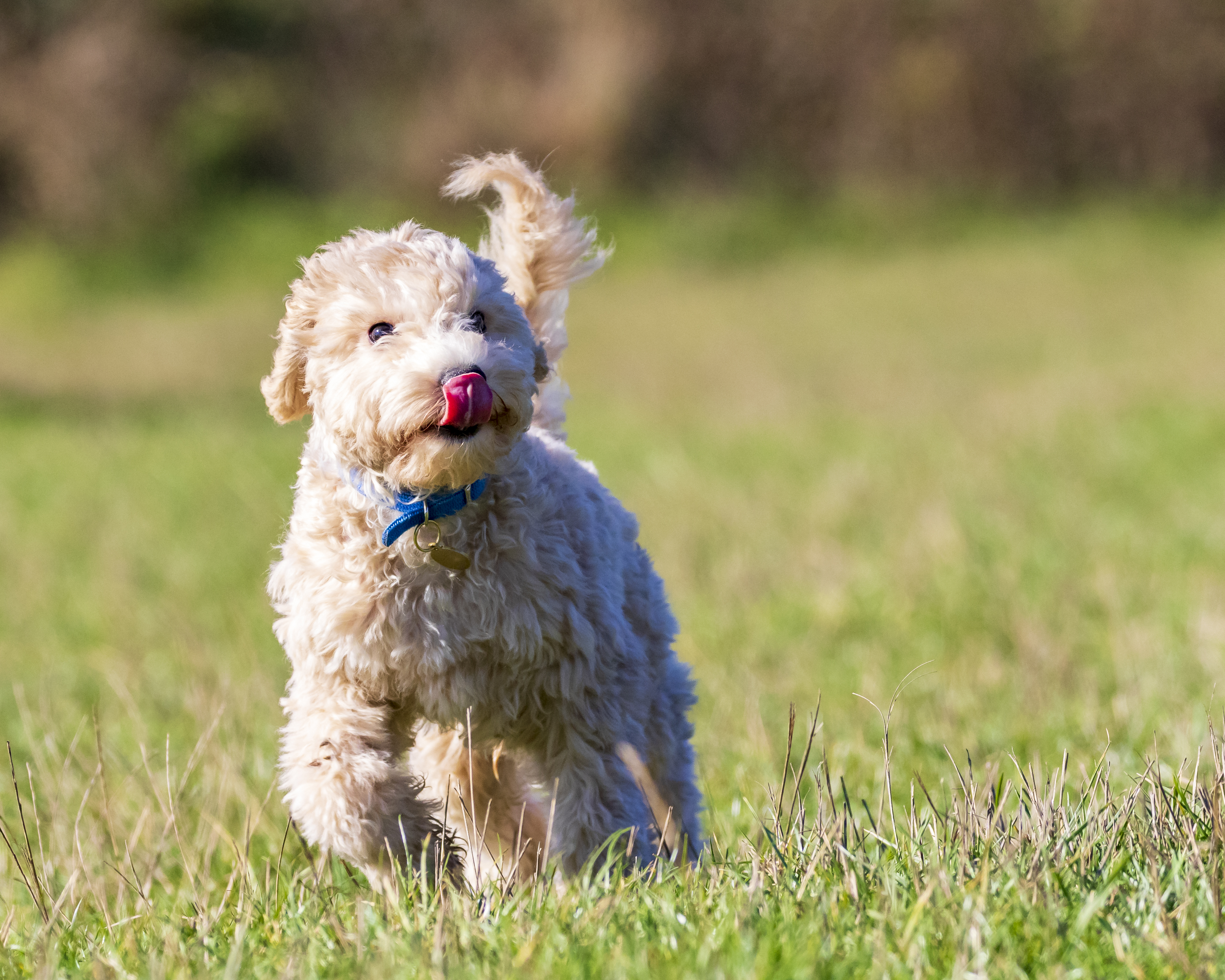 Maltipoo PUPPY IN Nagpur (Maharashtra)