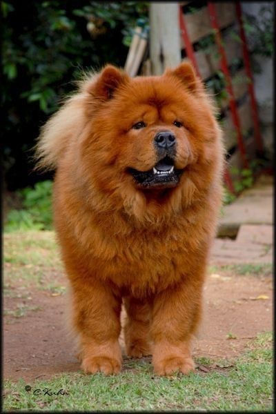 Fluffy Red Chow Chow puppy with a thick reddish-gold coat standing and looking at the camera.