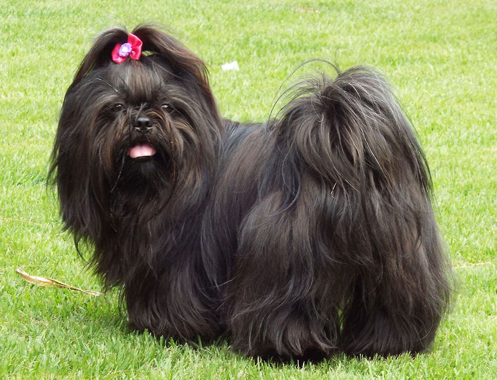 Solid black Shih Tzu puppy with a glossy coat and bright dark eyes sitting indoors.