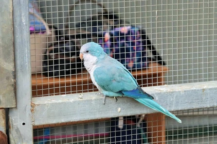 Blue Monk Parrot (Blue Quaker) sitting on a perch, displaying bright blue feathers and grey chest.