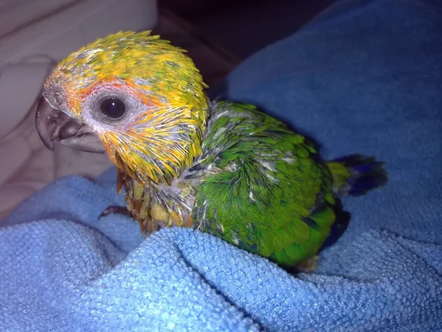Colorful Jenday Conure with a bright yellow-orange head and green wings sitting on a perch.