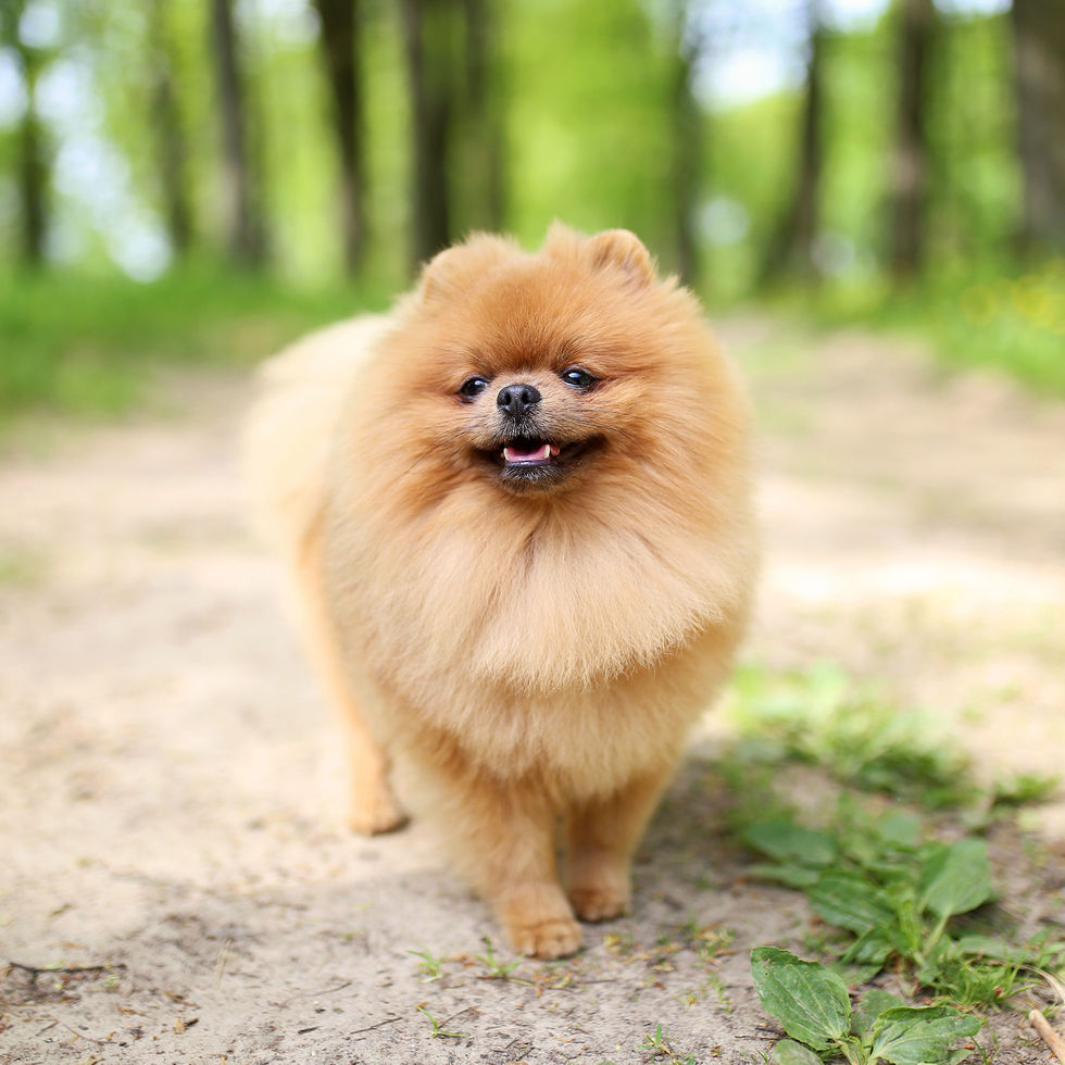 Fluffy cream-colored Pomeranian puppy with a soft beige coat sitting on a cushion.
