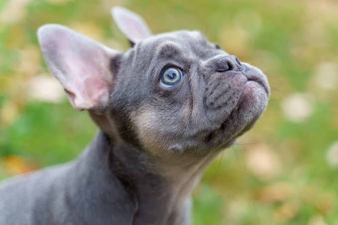 Blue French Bulldog puppy with grey-blue coat sitting and looking at the camera.