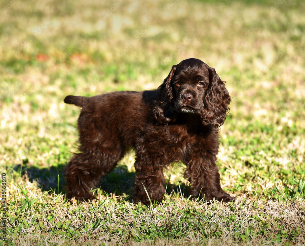 Chocolate Brown Cocker Spaniel puppy with long silky ears sitting and looking at the camera.