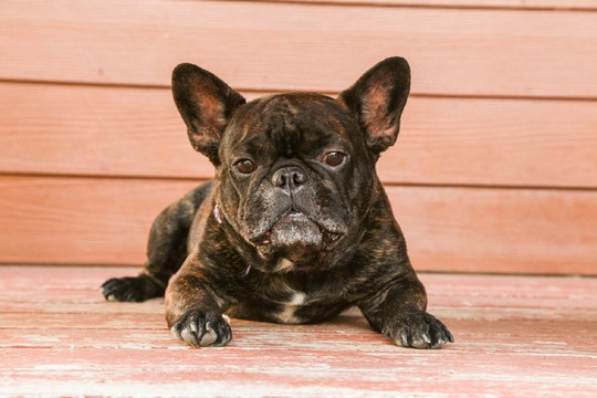 Brindle French Bulldog puppy with dark tiger-like stripes and bat ears looking at the camera.