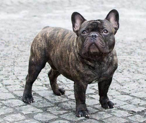 Adult Brindle French Bulldog Bulldog Colors Black Brindle Bulldog