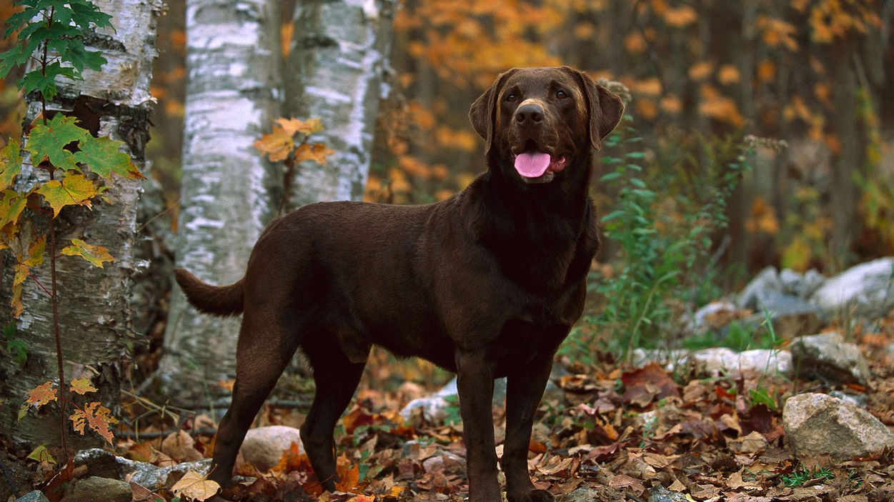 Chocolate brown Labrador Retriever puppy with hazel eyes and a shiny coat sitting outdoors.