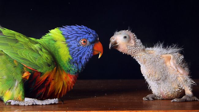 Colorful Red collared Lorikeet with a distinct orange-red neck band sitting on a perch.
