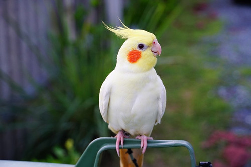 Cocktail Bird Price Buy A Cockatiel Near Me Cocktail Parrot About