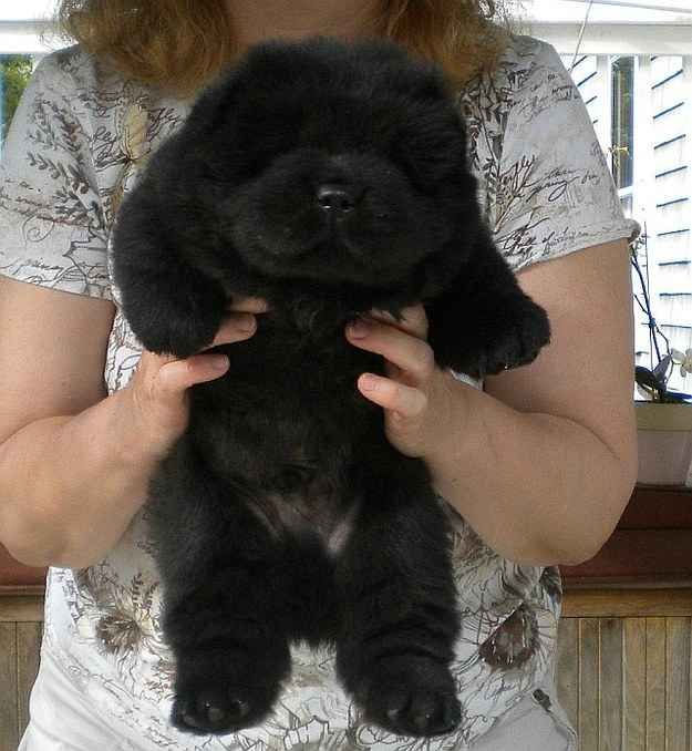 Glossy Black Chow Chow puppy with a thick coat standing and looking at the camera.