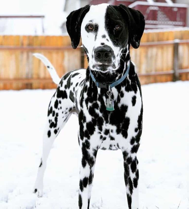Classic White and Black spotted Dalmatian puppy standing and looking at the camera.