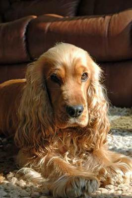 HOT Long Hair Cocker Spaniel Long Hair Golden Cocker Spaniel