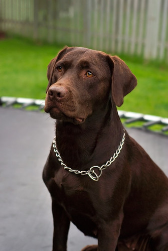 Chocolate Brown Chocolate Labrador Price Chocolate Colour Lab