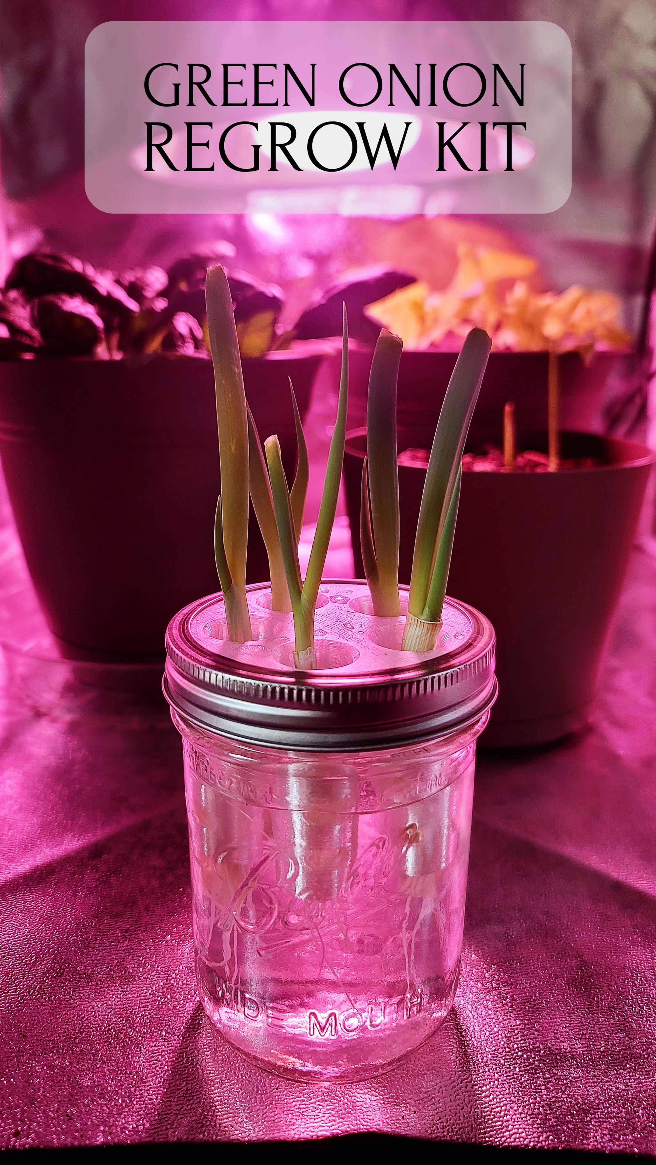 Green Onion Regrow Kit