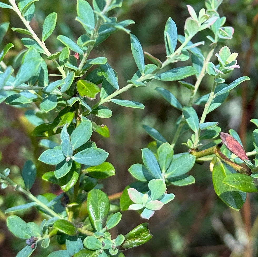 Getting to Know the Wild Blueberries