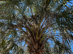 Growing Palms in Your Central Florida Yard