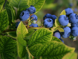 Growing Blueberries at Home