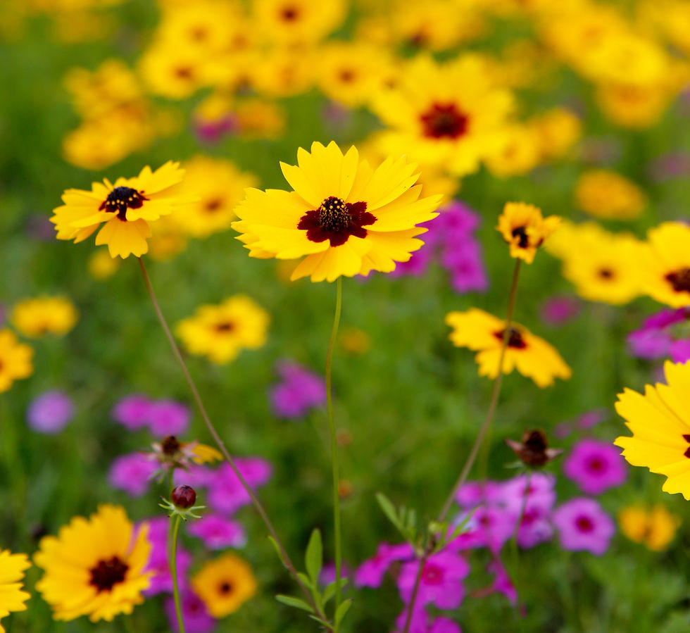 The Wildflowers Among Us