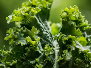 Planning Your Fall Vegetable Garden