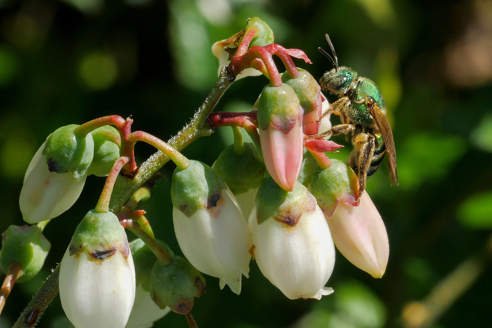Celebrating our Native Bees