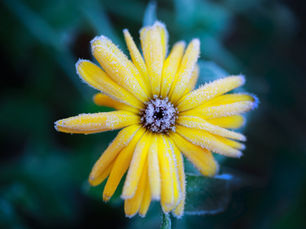 Cold Weather Recovery for Central Florida Yards